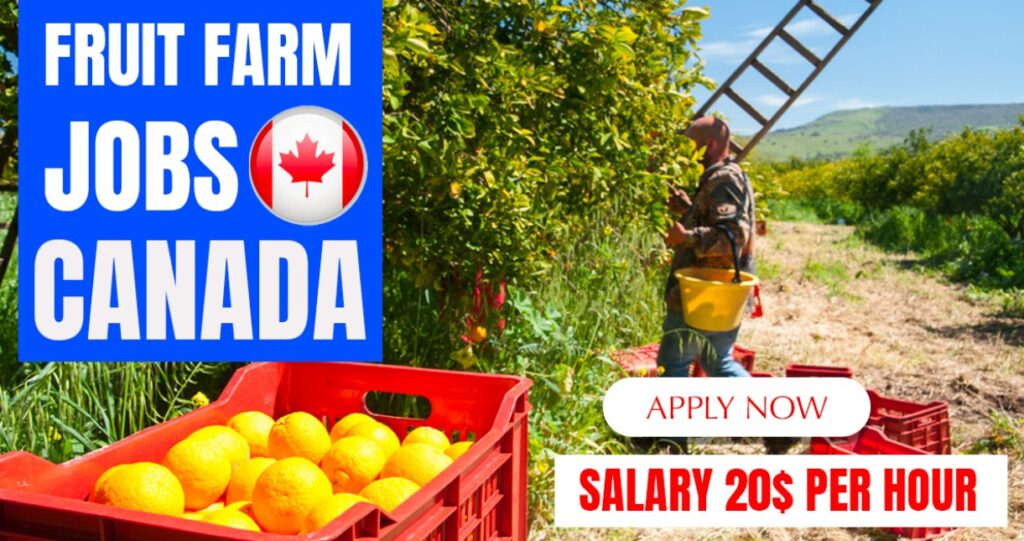 Fruit Apple Picking Jobs in Canada