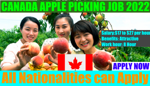 Apple Picking Jobs in Canada 2022 With Free Visa
