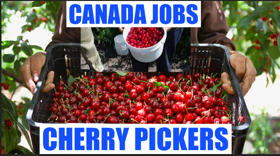 Fruit Picker and Repacking Jobs in Canada  