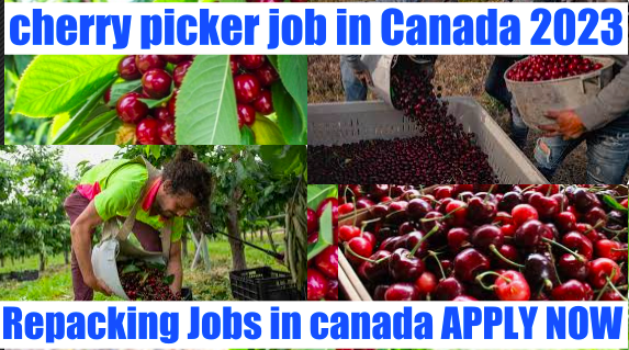 Fruit Picker and Repacking Jobs in Canada 