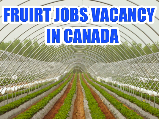 Fruit Farm Jobs Vacancy 
