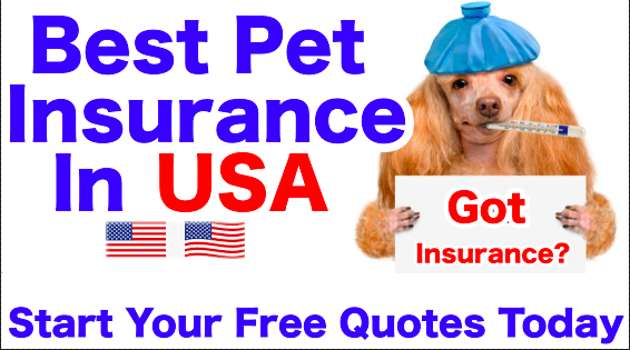 Pet Insurance In USA